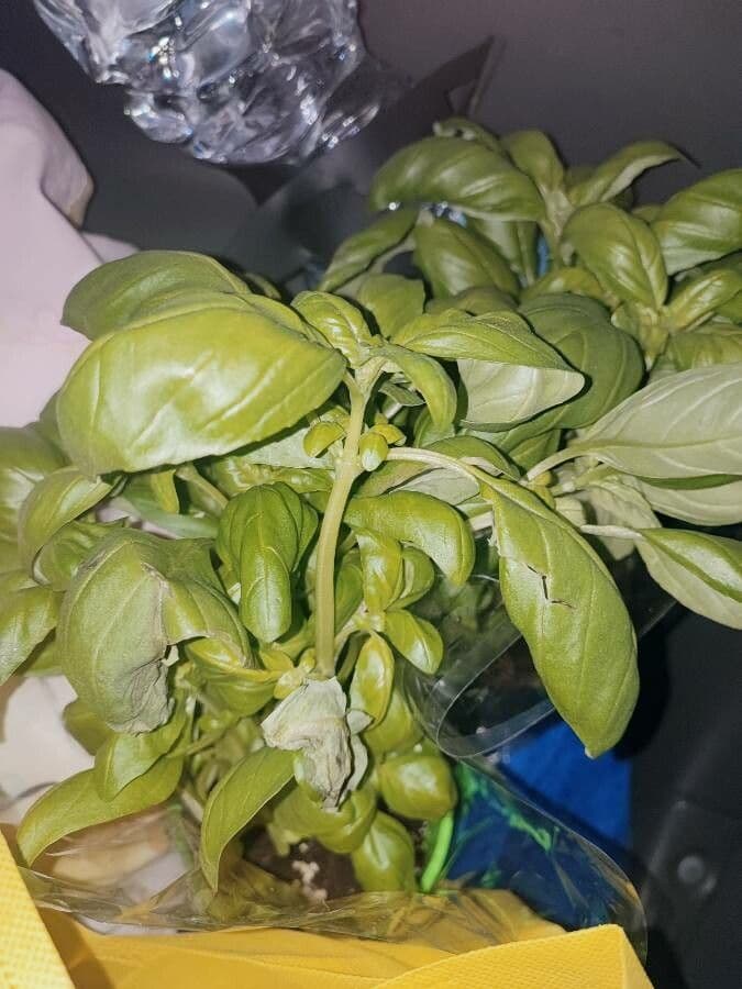 Basil 12