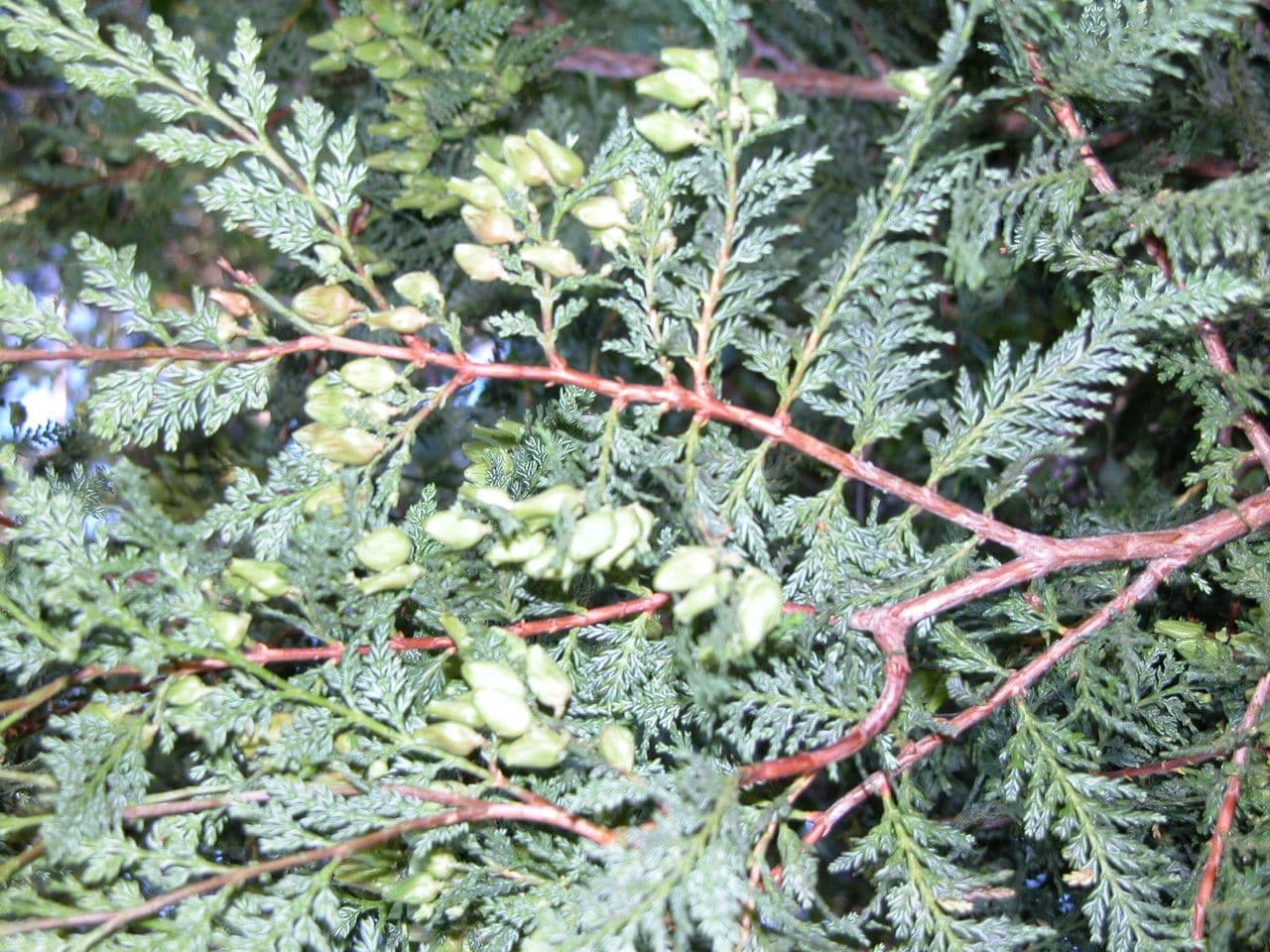 Chilean cedar 22