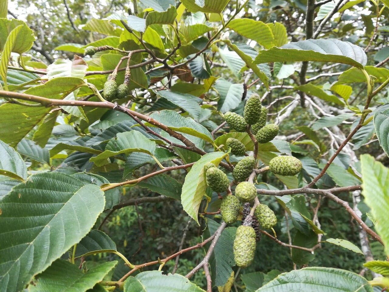 Andean alder 2