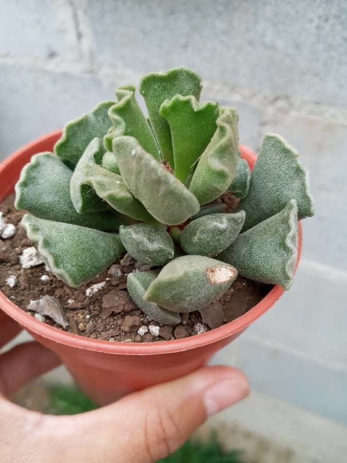 Crassula 3