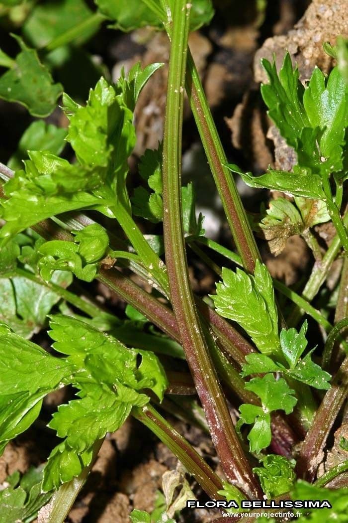 Celery 21