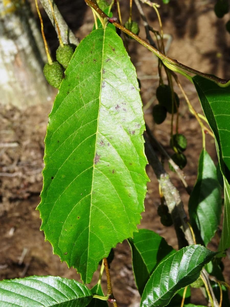 Alder 4
