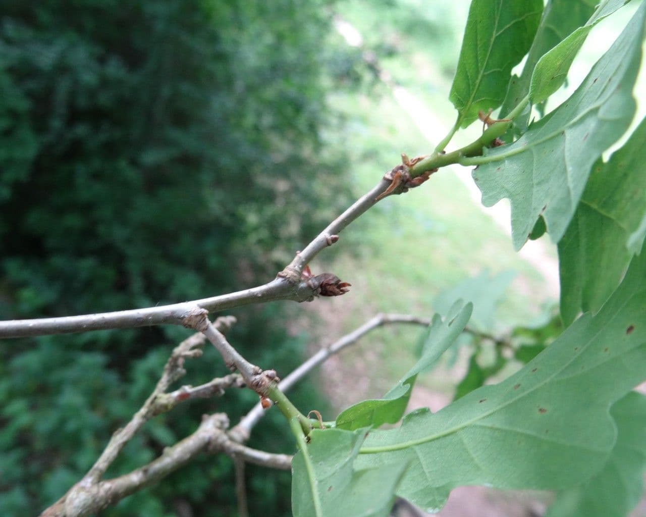 Pedunculate oak 27