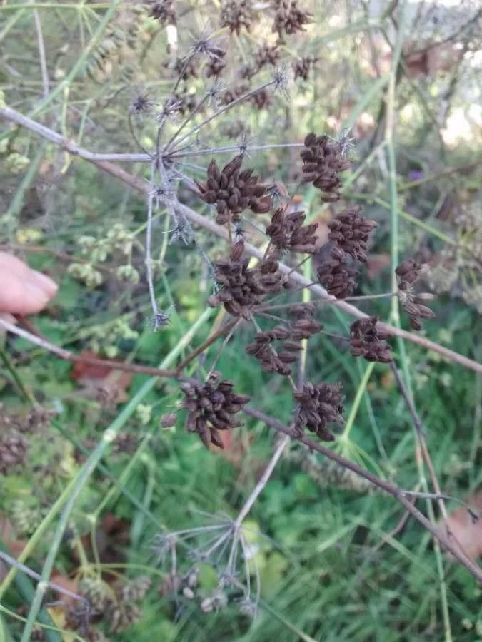 Fennel 4