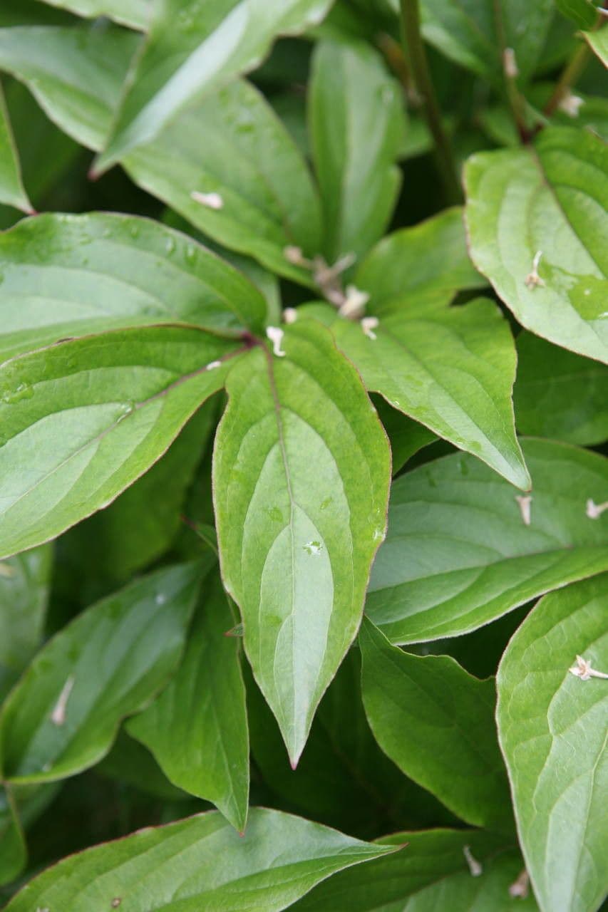 Common garden peony 18