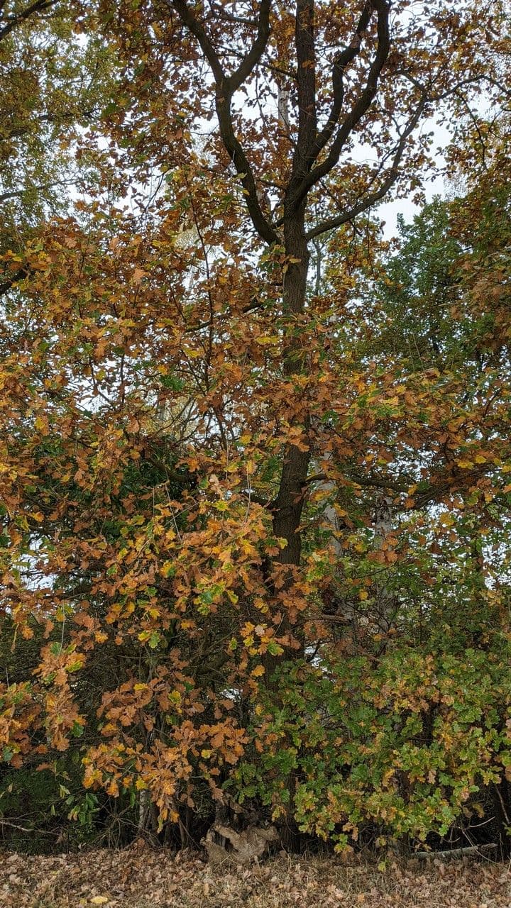 Pedunculate oak 11