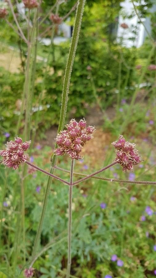 Argentine vervain 2