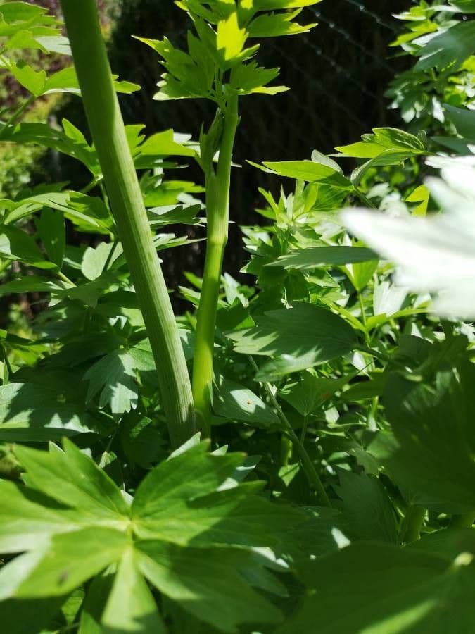 Garden lovage 23