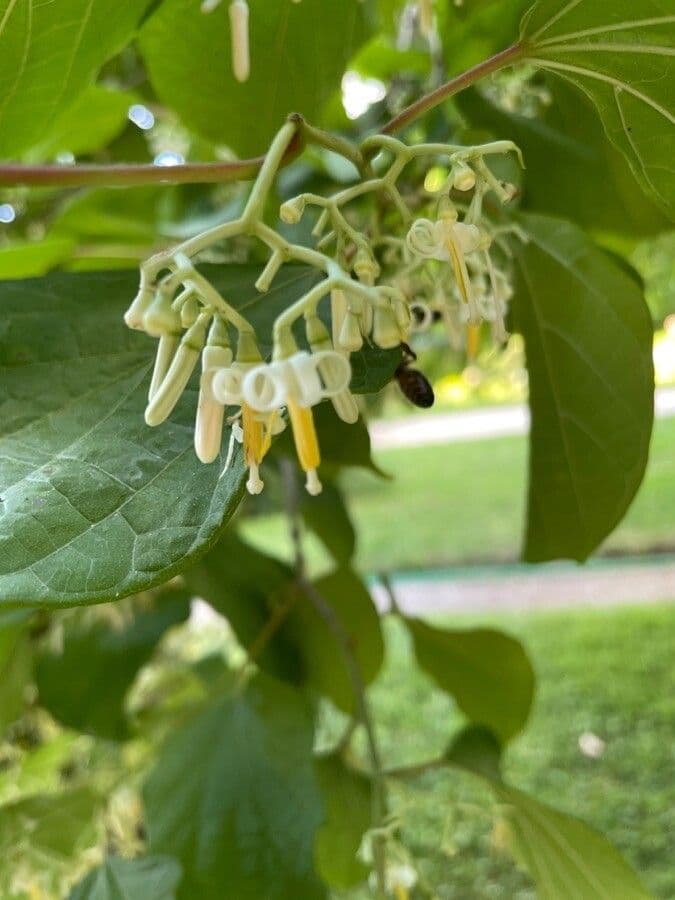 Alangium 5
