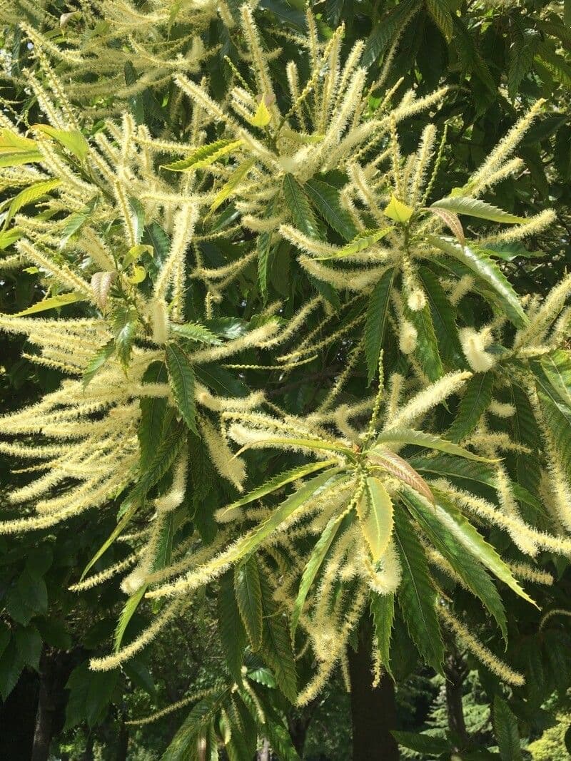 Japanese chestnut 7