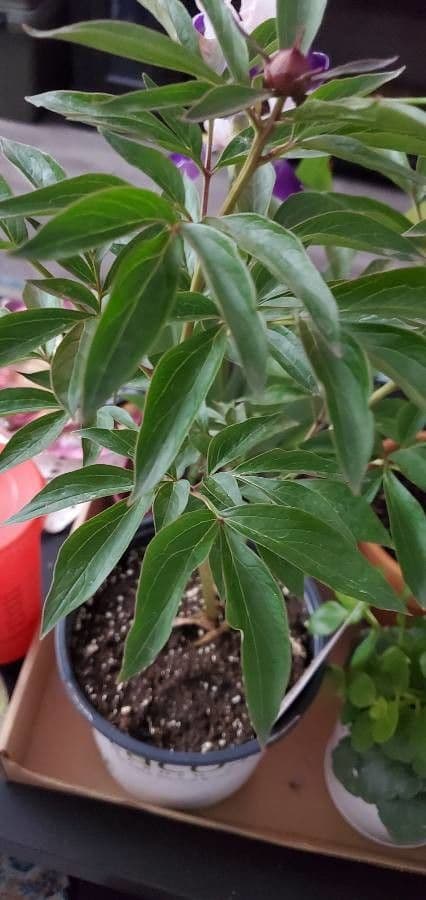 Common garden peony 20