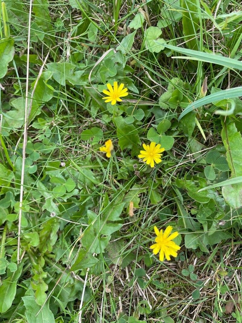 Hairy hawkbit 11