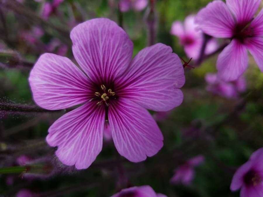 Giant herb-robert 5