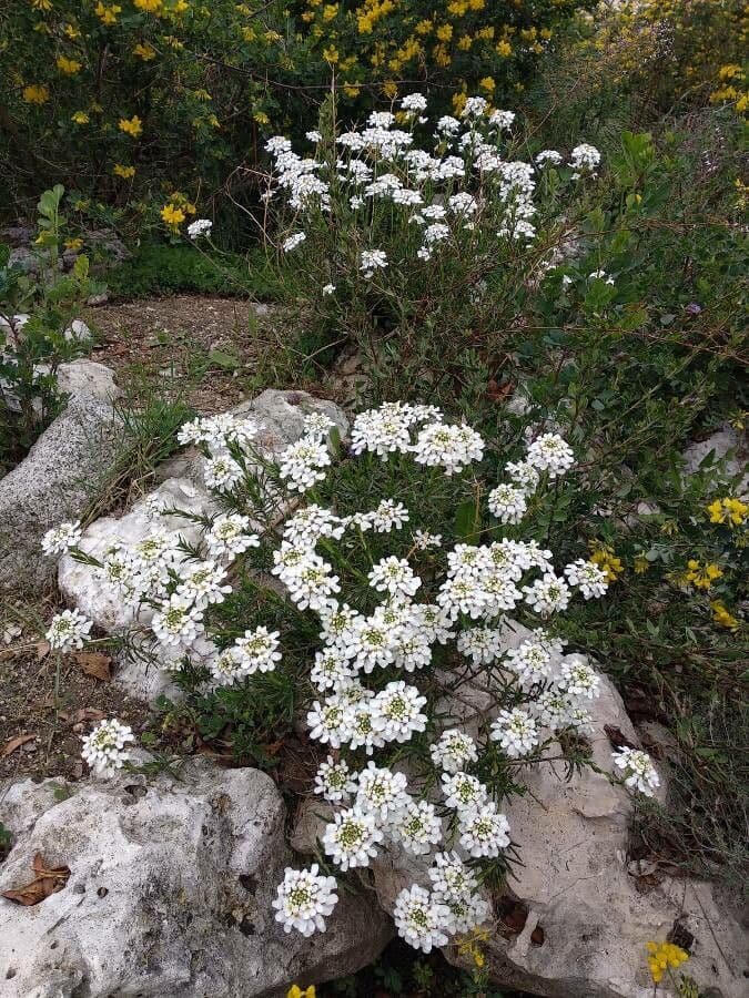 Evergreen candytuft 11