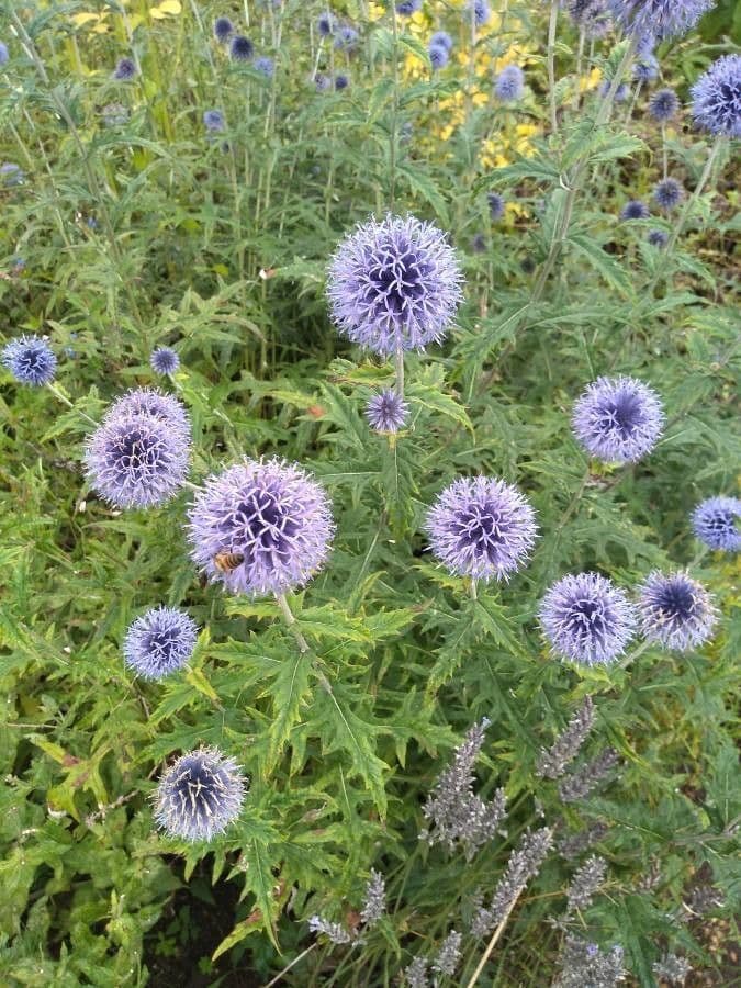 Globe thistle 3