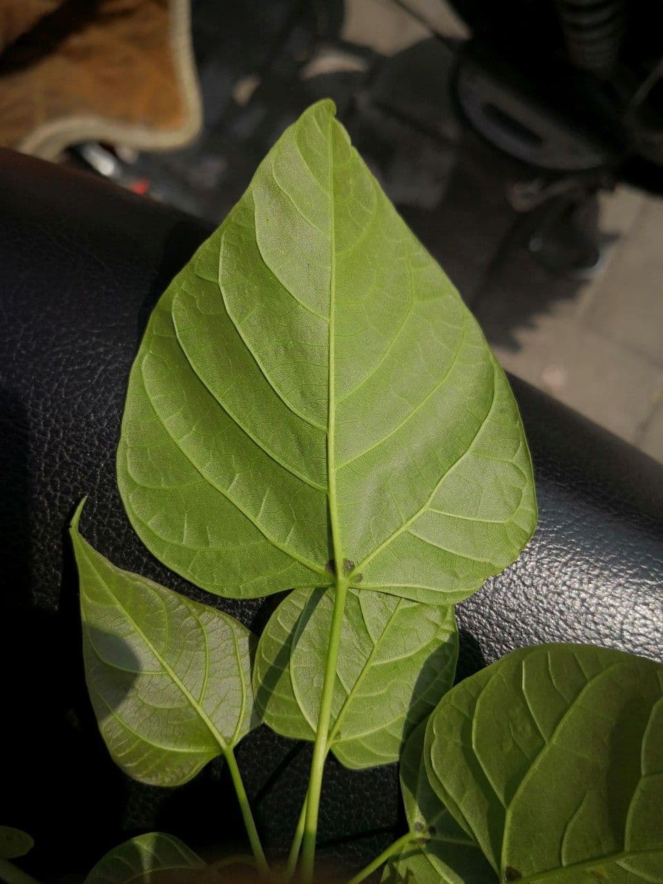 Manchurian catalpa 15