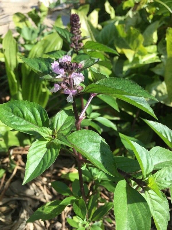 Basil 6