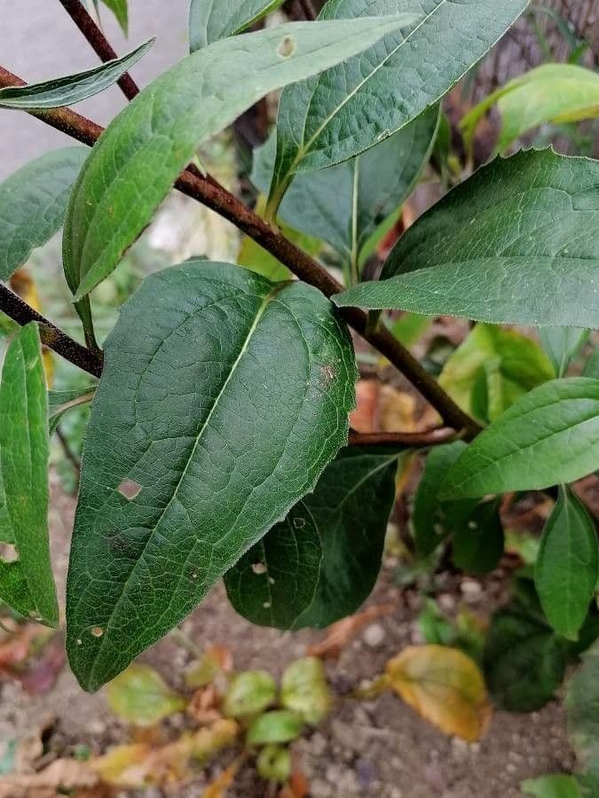 Eastern purple-coneflower 16