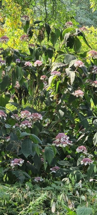 Rough-leaf hydrangea 3