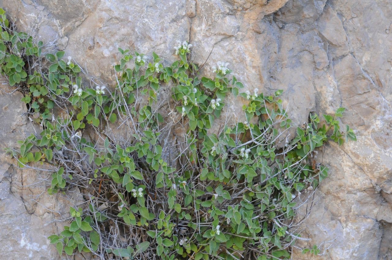 Acanthoprasium 2