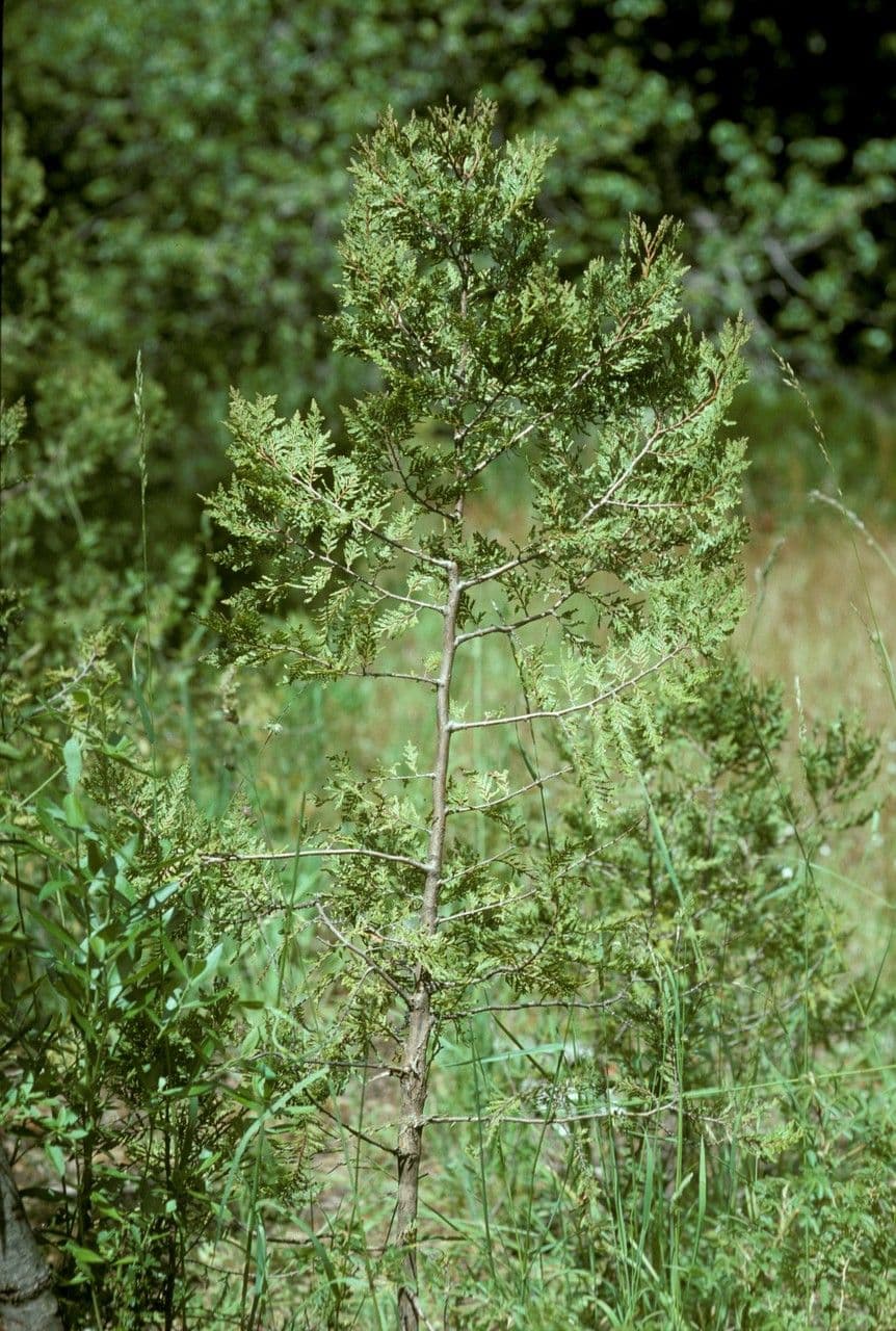 Chilean cedar 7