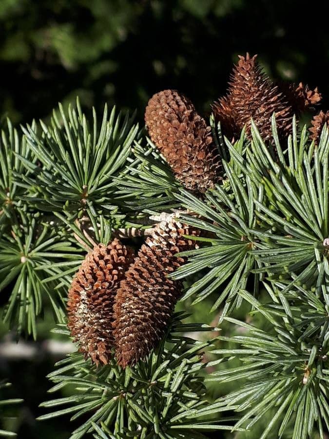 Cedar of lebanon 2