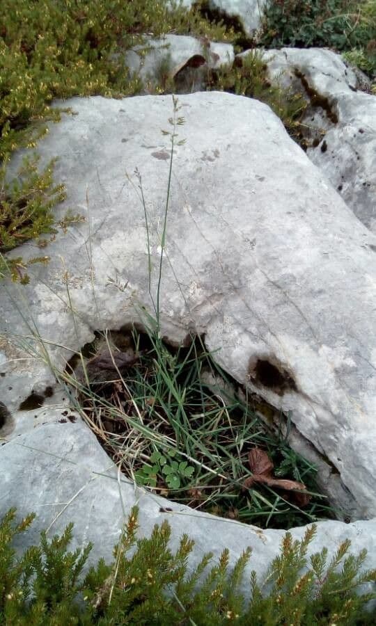 Glaucous Meadow-grass 13