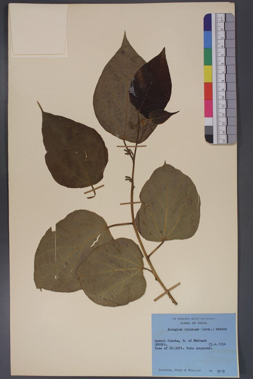 Alangium 23