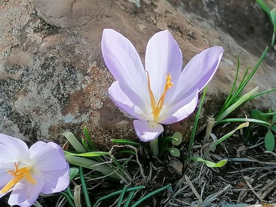 Spring crocus 3