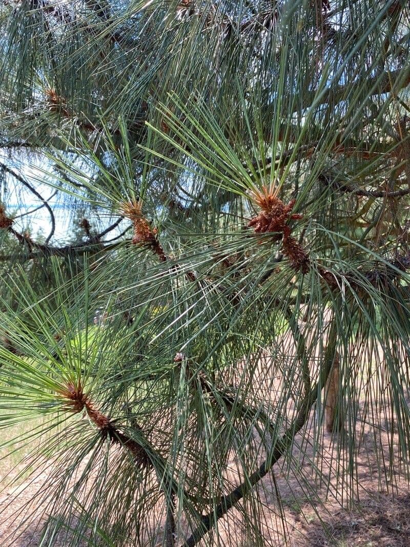 Bigcone pine 10