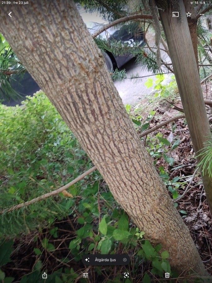Tulip-poplar 23