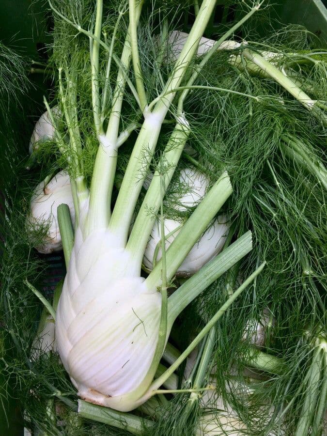 Fennel 3