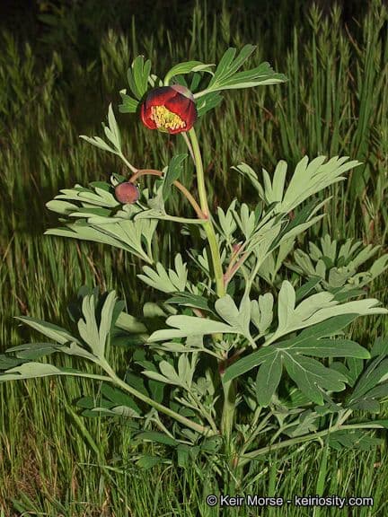 California peony 14