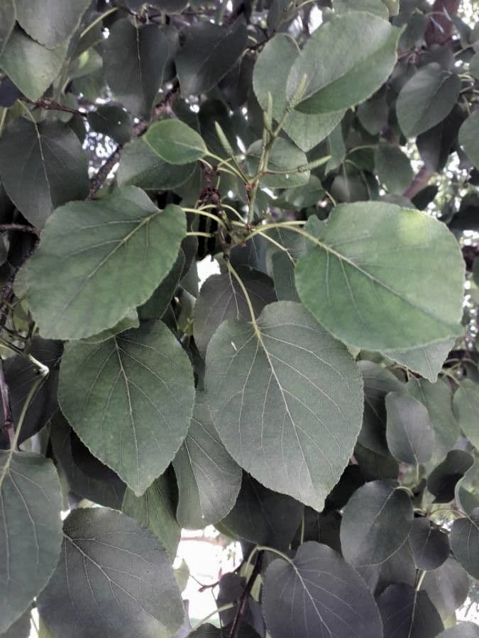 Italian alder 19