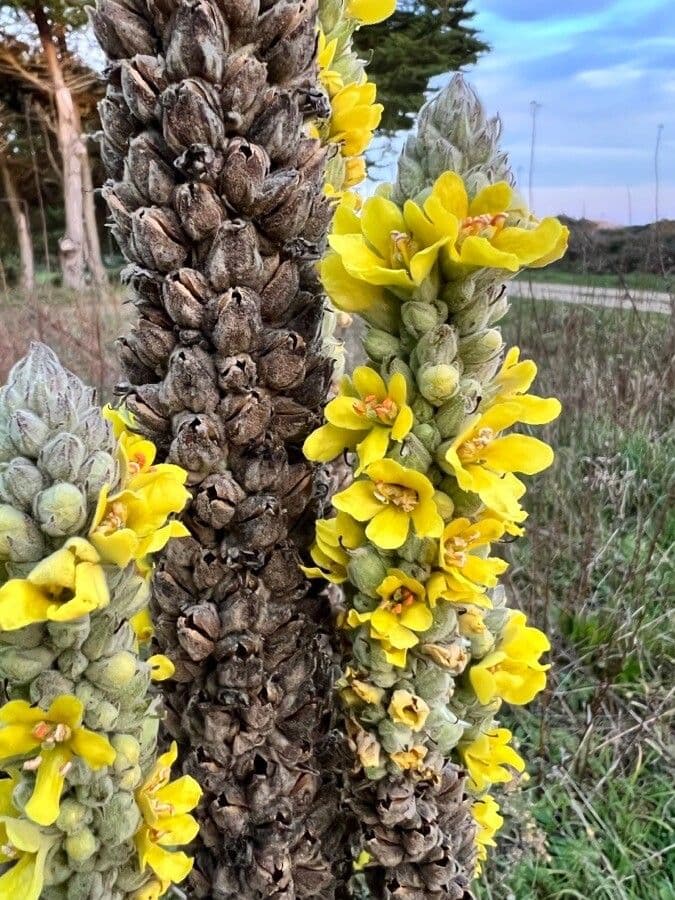 Dense-flower mullein 8