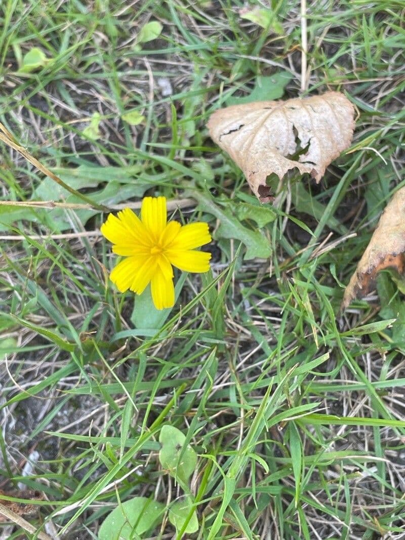 Hairy hawkbit 5