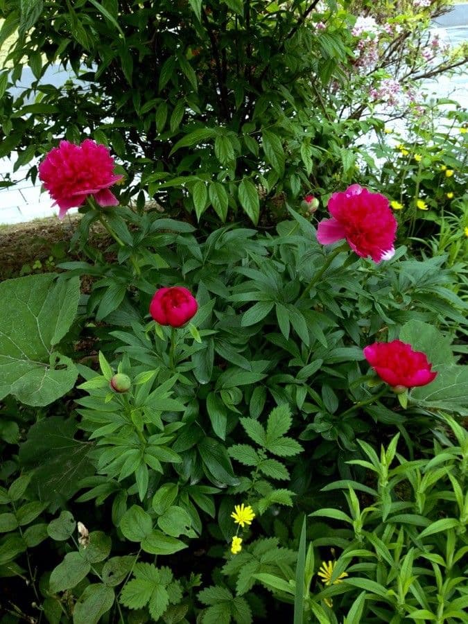 Common peony 13