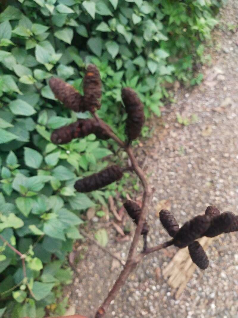 Andean alder