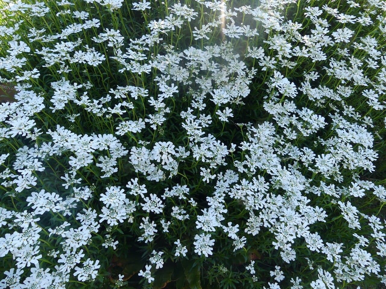 Evergreen candytuft 29