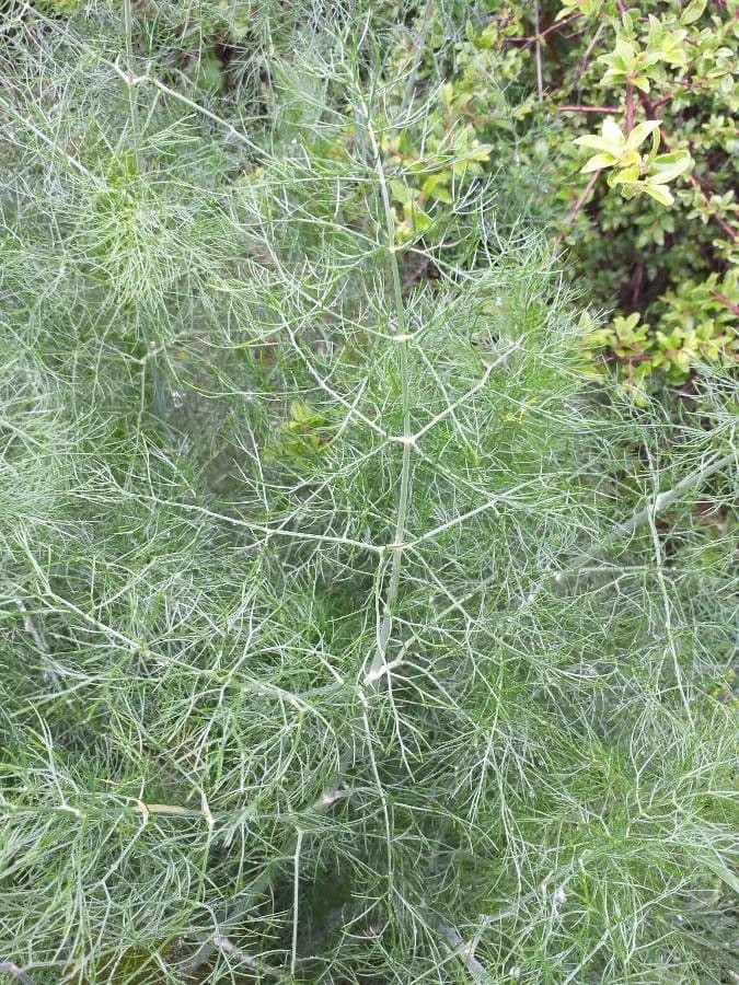 Fennel 19