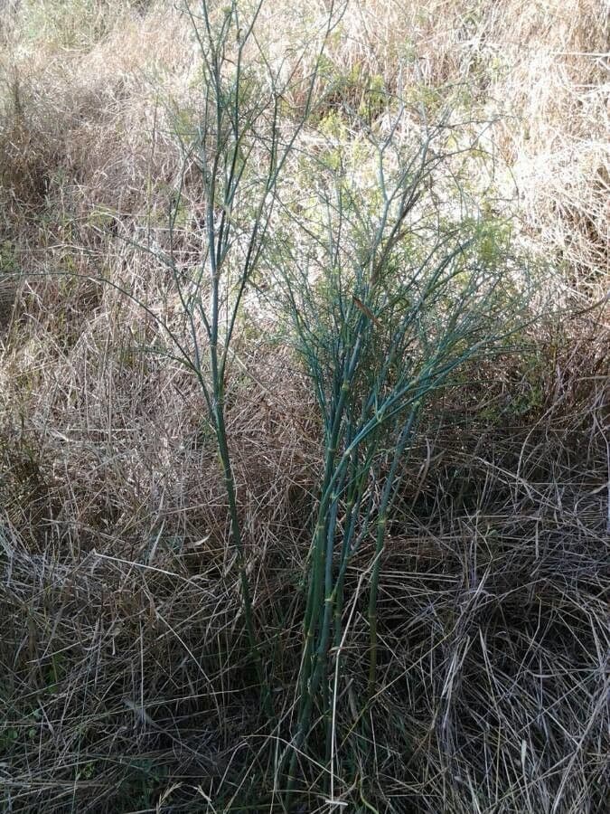 Fennel 14