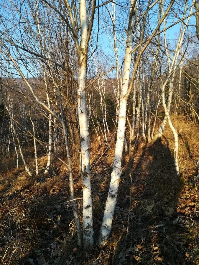 European white birch 24