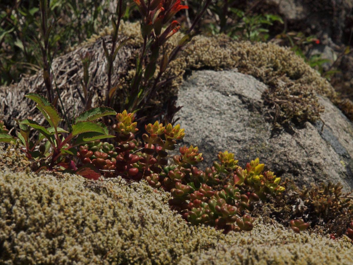 Pacific stonecrop 6
