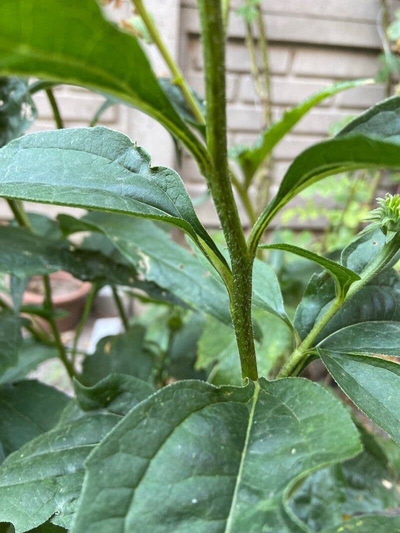 Eastern purple-coneflower 23