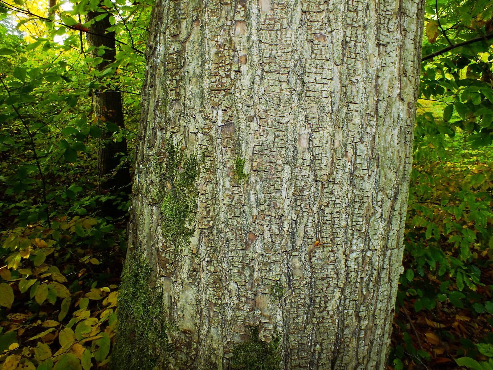 Japanese chestnut 23