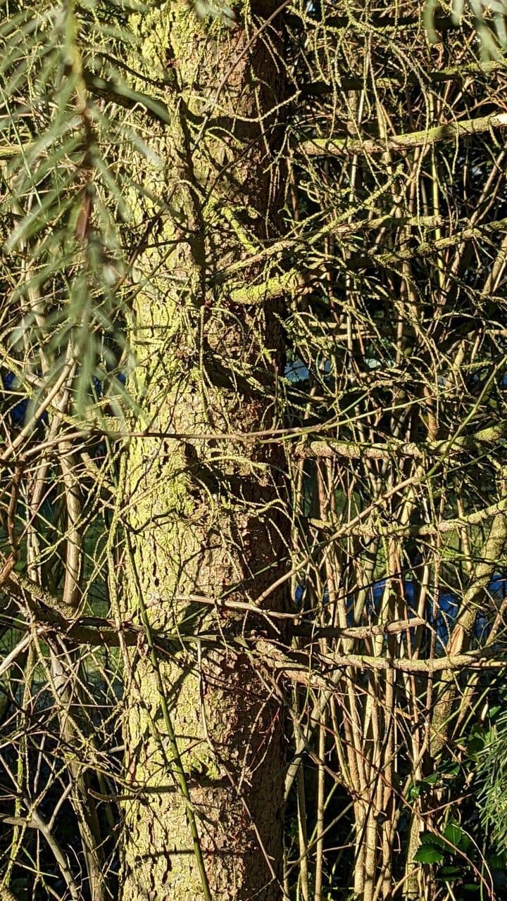 Serbian spruce 25