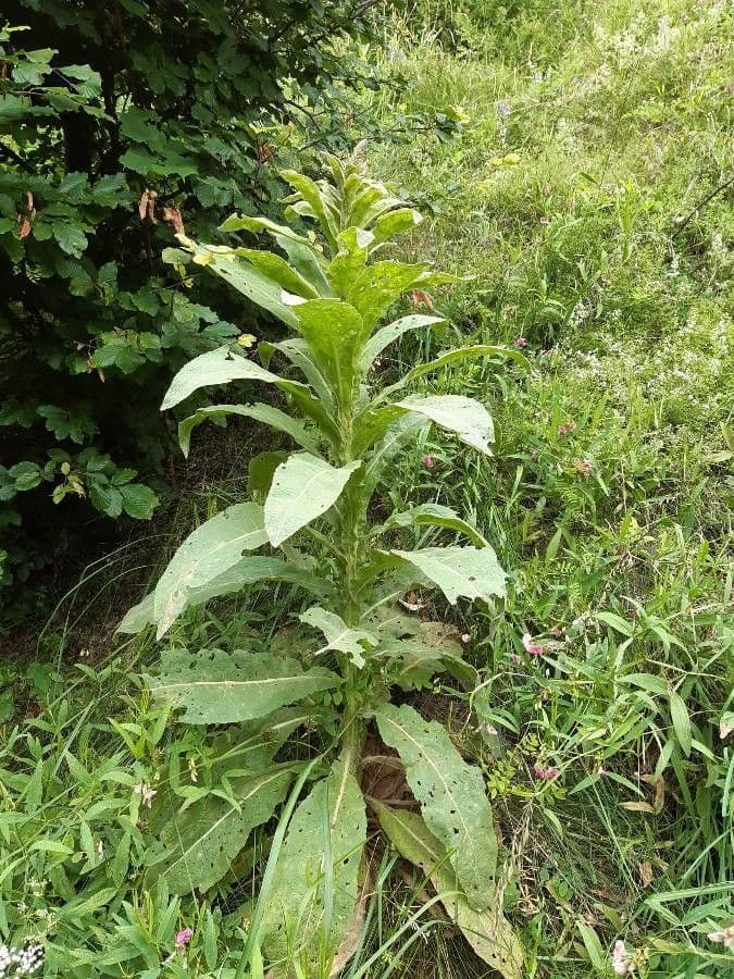 Dense-flower mullein 17
