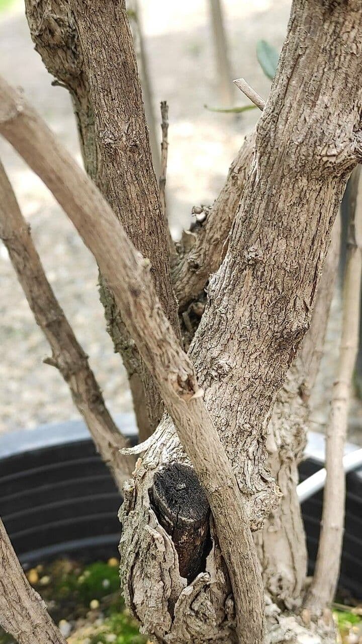 Tree-anomone 18