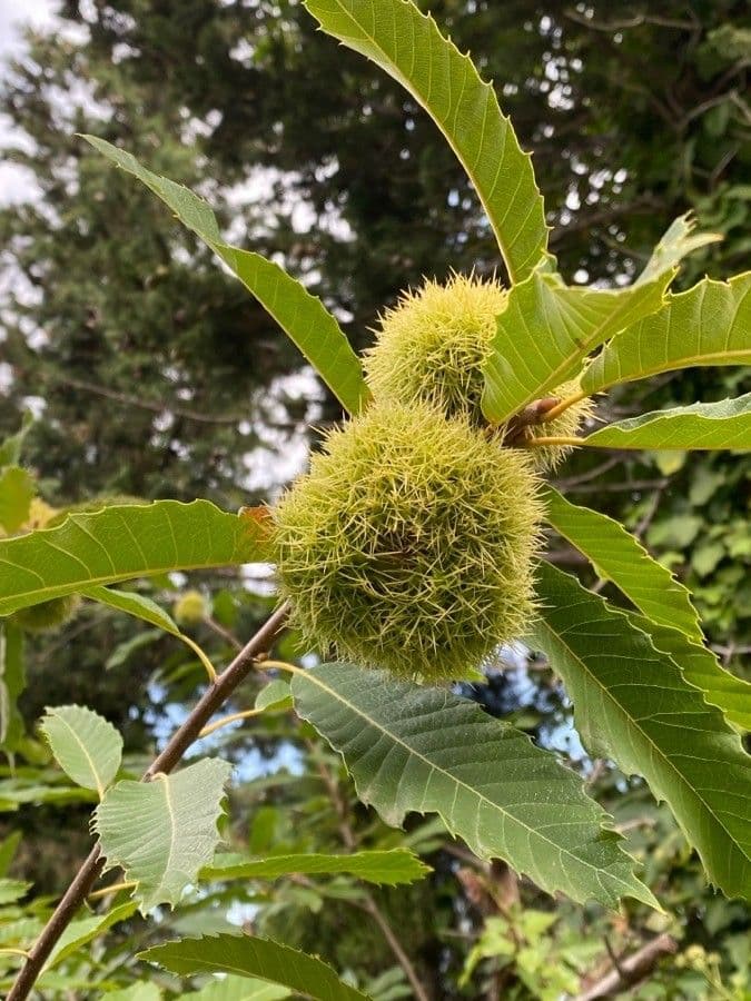 Japanese chestnut 5