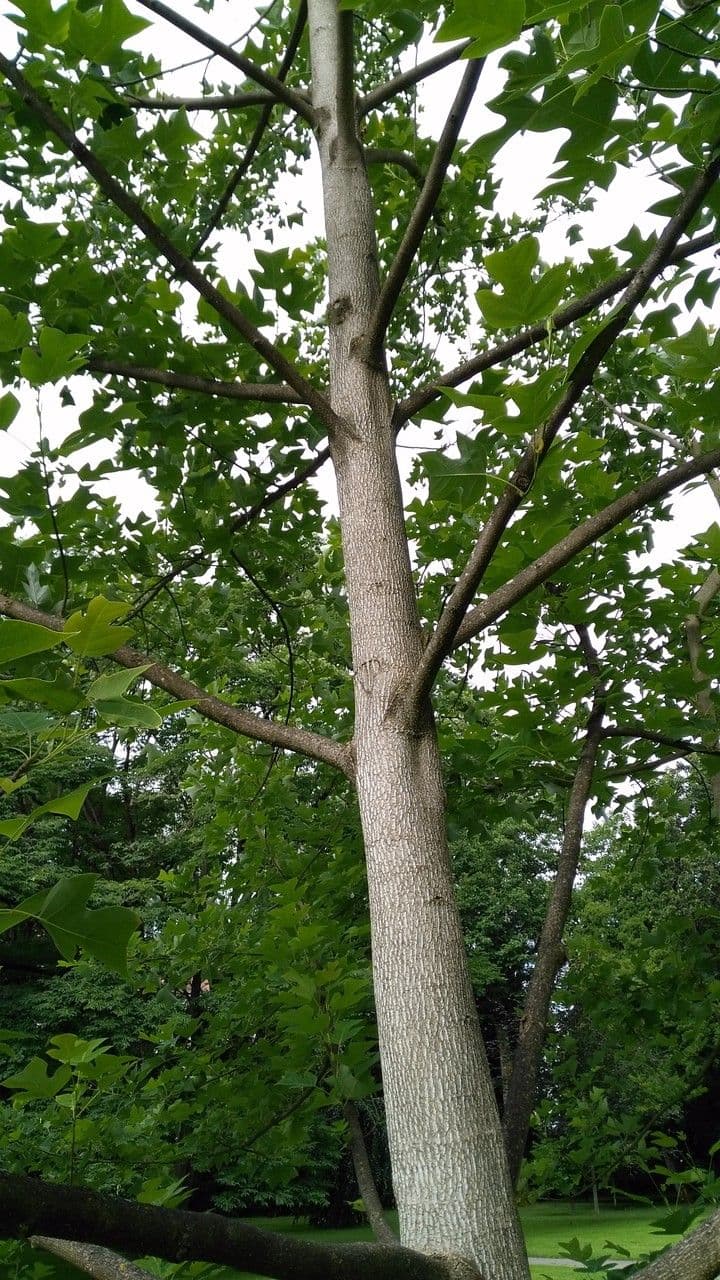 Chinese tuliptree 9